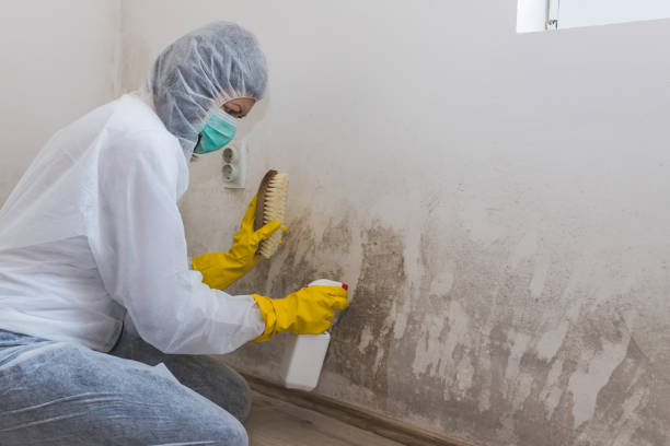 Environmental Consulting for Mold Prevention in White Knoll, SC